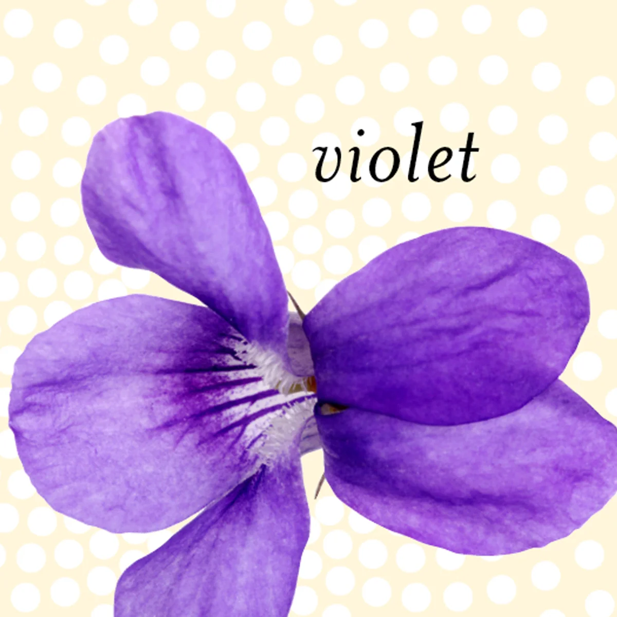 Eucalyptus, Lemon, Violet, Pine - Image 4