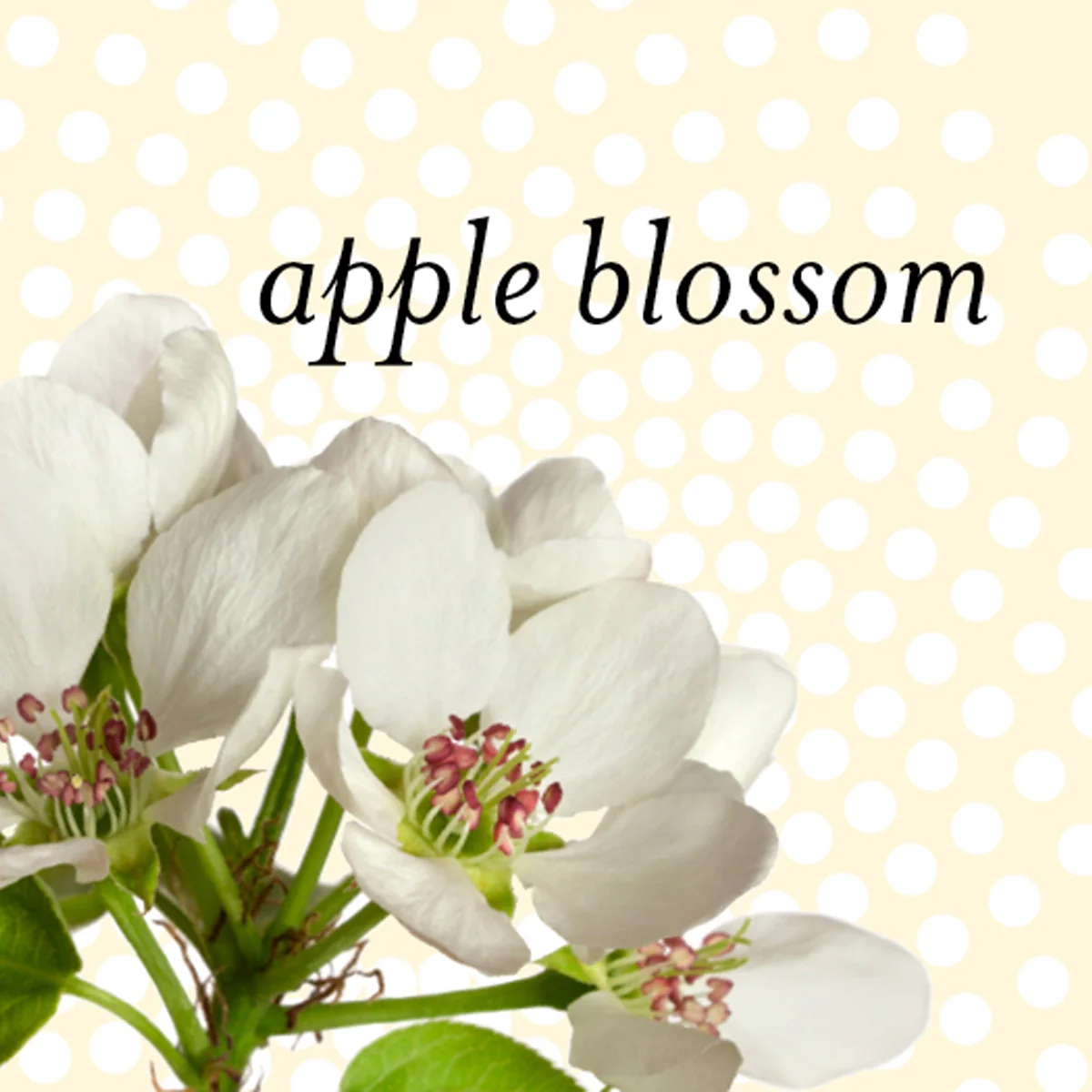 Pine, Orange, Apple Blossom, Eucalyptus - Image 4