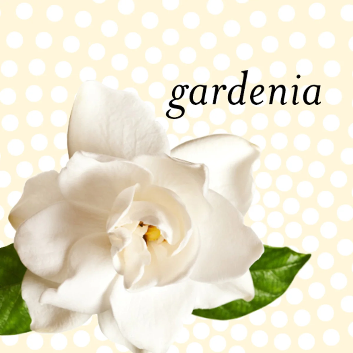 Apple Blossom, Pine, Violet, Gardenia - Image 5